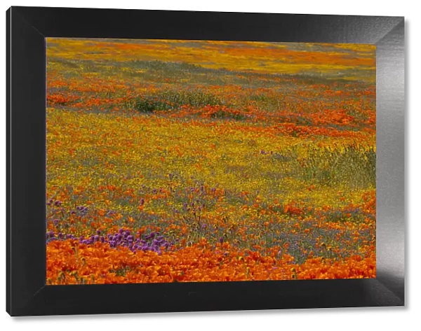 Usa, California. Yellow, orange, and purple wildflowers fill a meadow near Poppy Reserve