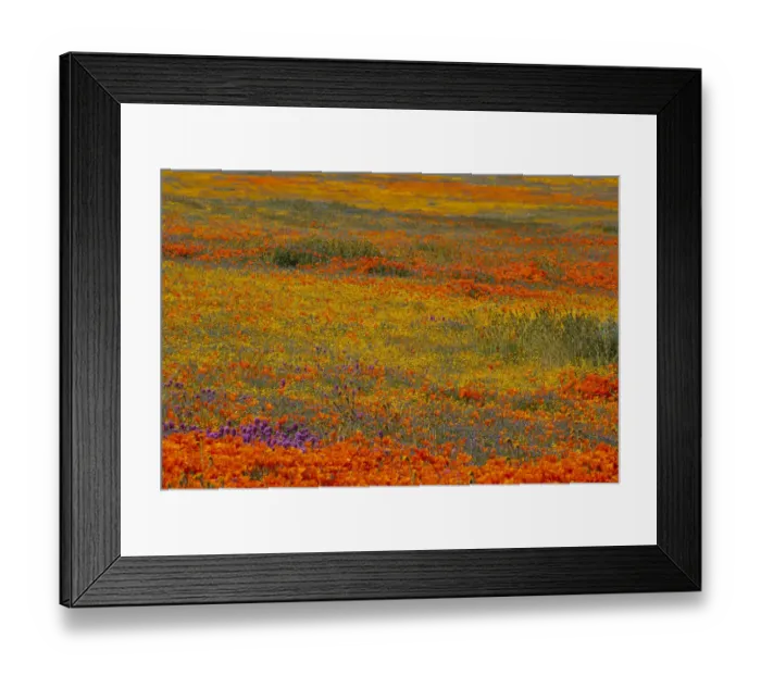 Framed Print : Usa, California. Yellow, orange, and purple wildflowers fill a meadow near Poppy Reserve Framed Print : Usa, California. Yellow, orange, and purple wildflowers fill a meadow near Poppy Reserve