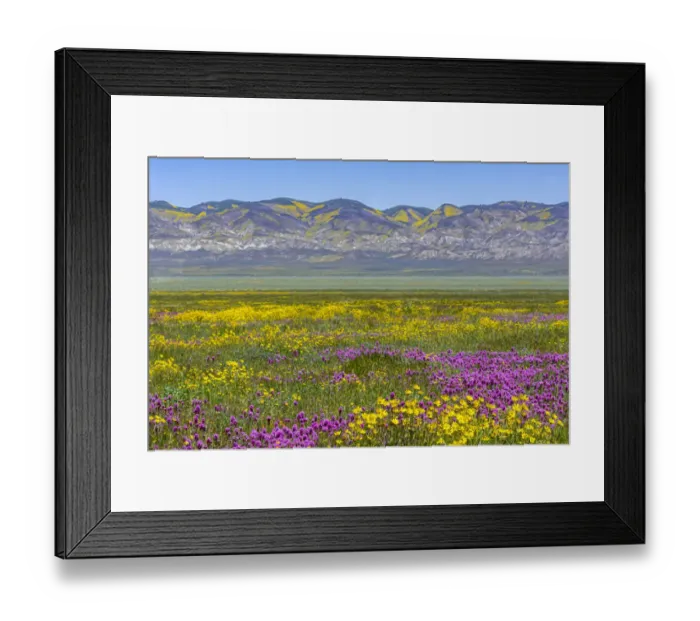 Framed Print : Usa, California. Landscape of meadow full of owls clover Framed Print : Usa, California. Landscape of meadow full of owls clover