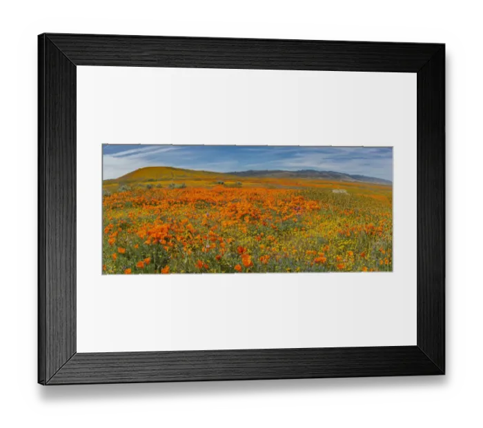 Framed Print : USA. Lancaster, California. Panoramic Landscape of California poppies Framed Print : USA. Lancaster, California. Panoramic Landscape of California poppies