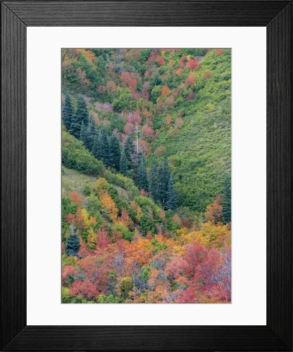 Framed Print : East Canyon near Salt Lake City, Utah. Colorful fall foliage