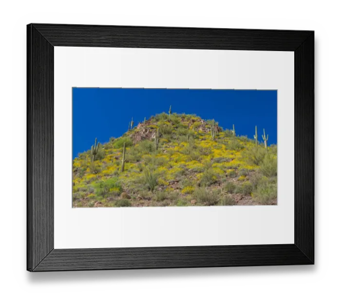 Framed Print : USA, Arizona. View of saguaro cactus on a hillside below Theodore Roosevelt Dam Framed Print : USA, Arizona. View of saguaro cactus on a hillside below Theodore Roosevelt Dam