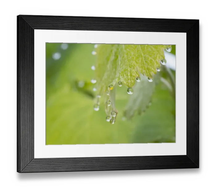 Framed Print : Guttation drops ( dew ) on native grape leaves, Los Angeles, California Framed Print : Guttation drops ( dew ) on native grape leaves, Los Angeles, California