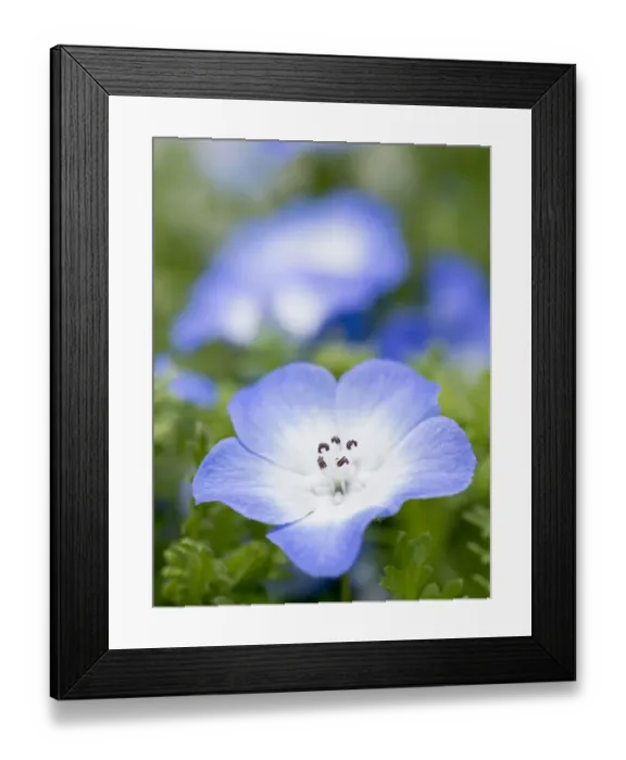 Framed Print : Baby blue eyes in bloom, southern California