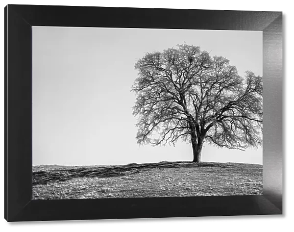 USA, California, Madera County, Live oak on a hill