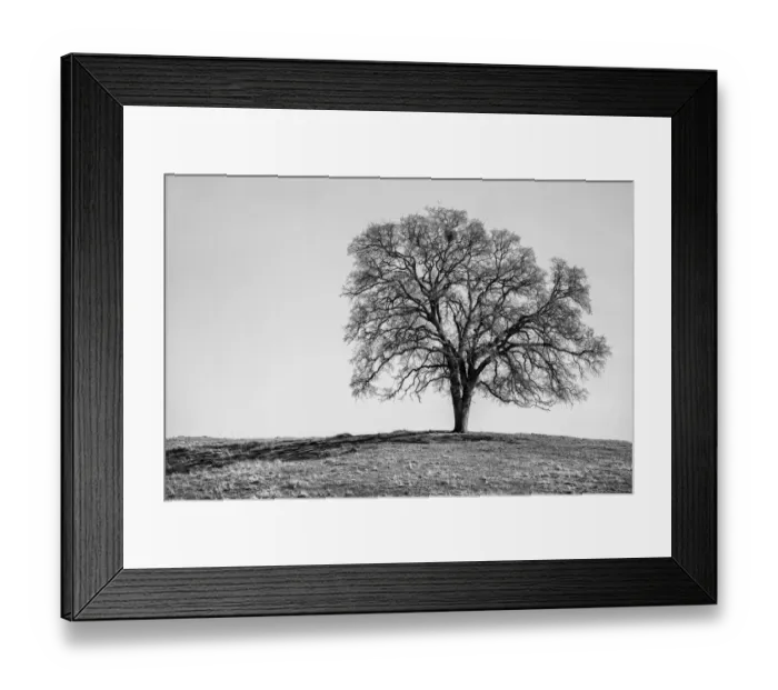 Framed Print : USA, California, Madera County, Live oak on a hill Framed Print : USA, California, Madera County, Live oak on a hill