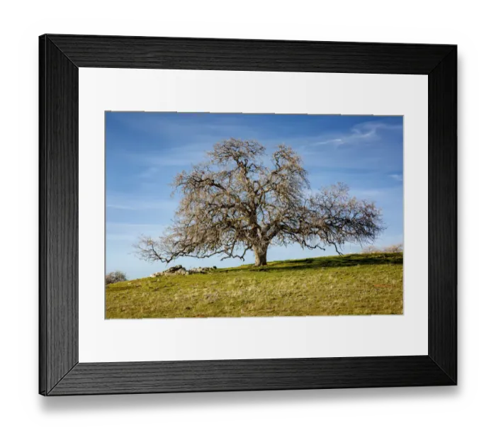 Framed Print : USA, California, Madera County, Majestic live oak along a rural country road