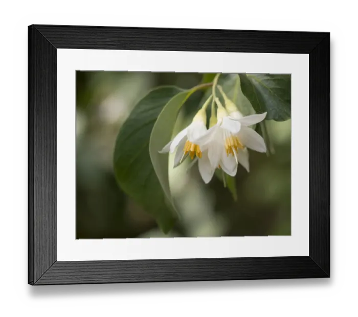 Framed Print : Snowdrop bush, an early spring bloomer, native California plant Framed Print : Snowdrop bush, an early spring bloomer, native California plant