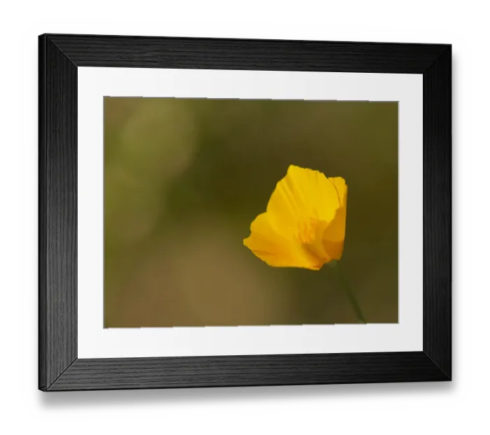 Framed Print : California poppy, Southern California, Los Angeles Framed Print : California poppy, Southern California, Los Angeles