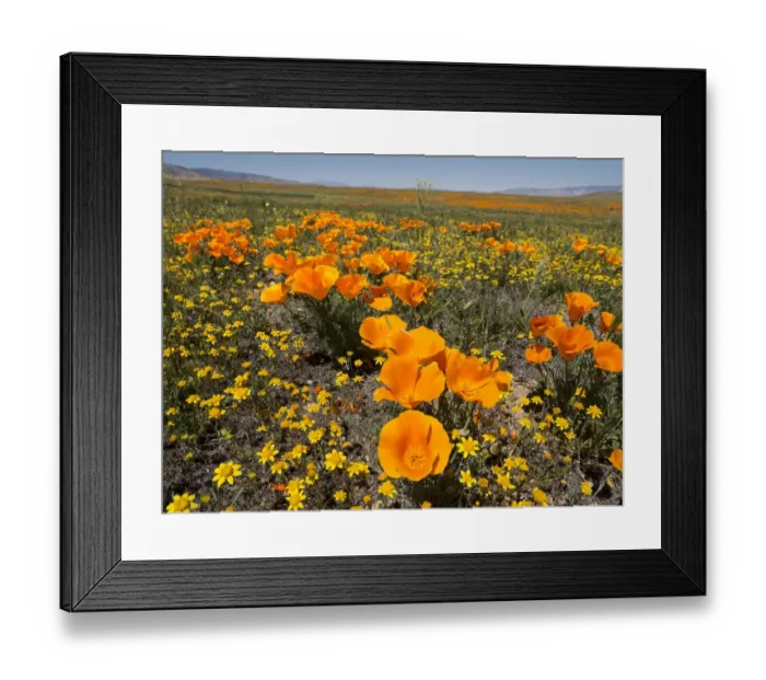 Framed Print : California poppy, Antelope Valley California Poppy Reserve State Natural Reserve