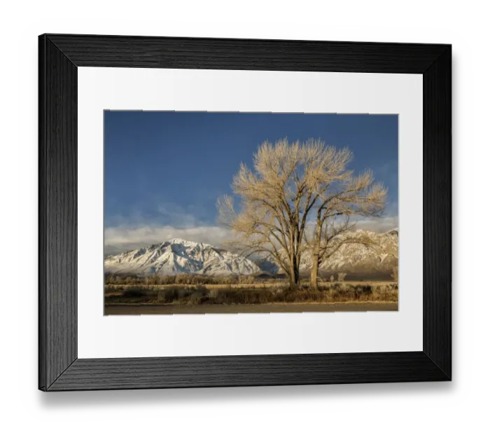 Framed Print : USA, California, Bishop, Mount Tom and a cottonwood tree at sunrise in Round Valley