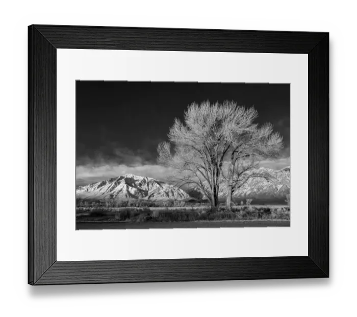 Framed Print : USA, California, Bishop, Mount Tom and a cottonwood tree at sunrise in Round Valley