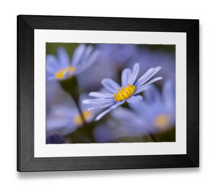 Framed Print : Blue felicia daisy in garden, Los Angeles, California Framed Print : Blue felicia daisy in garden, Los Angeles, California