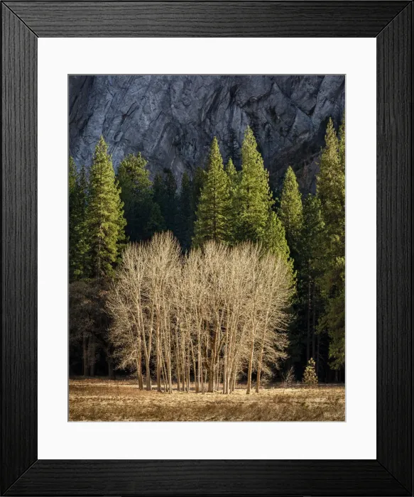 Framed Print : USA, California, Yosemite National Park, Ahwahnee Meadow cottonwood trees