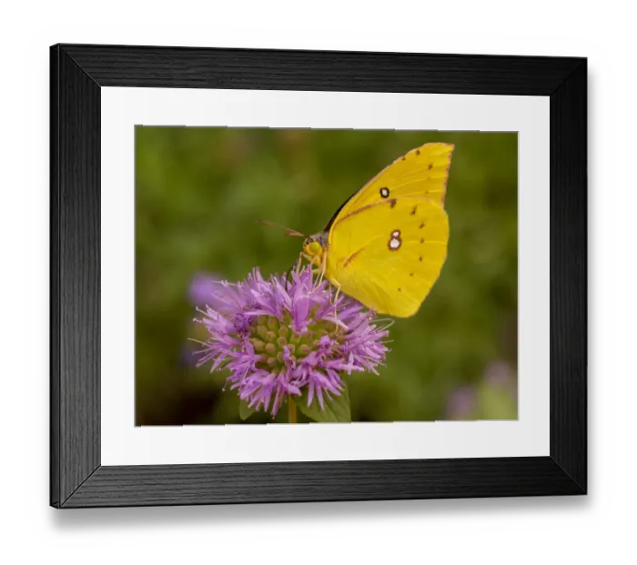 Framed Print : Dogface butterfly, California state insect, on coyote mint, Los Angeles, California Framed Print : Dogface butterfly, California state insect, on coyote mint, Los Angeles, California