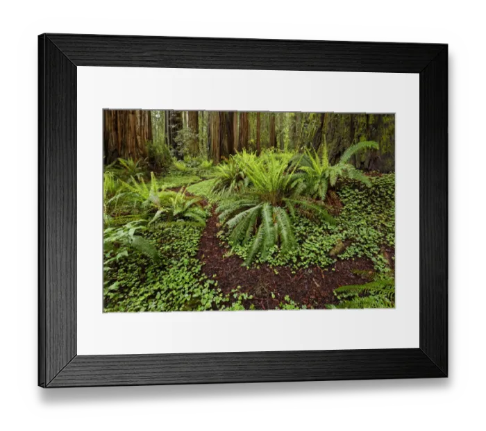 Framed Print : Footpath through common wood sorrel and giant redwood trees, Stout Memorial Grove Framed Print : Footpath through common wood sorrel and giant redwood trees, Stout Memorial Grove