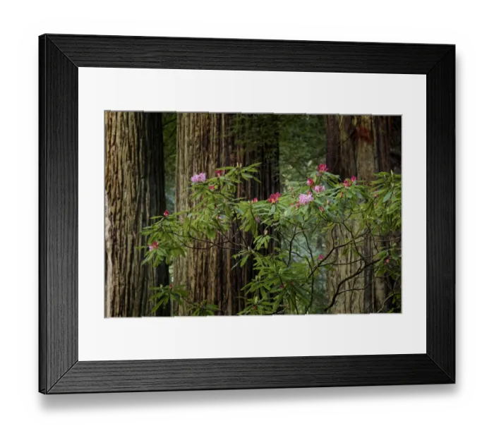 Framed Print : Rhododendron, and giant redwood tree trunks, Redwood National and State Park, California