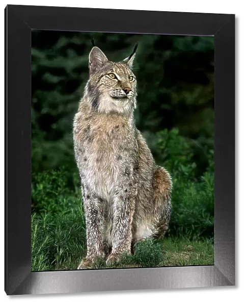 USA, California, Wildlife Waystation. Captive Canadian lynx in rescue facility