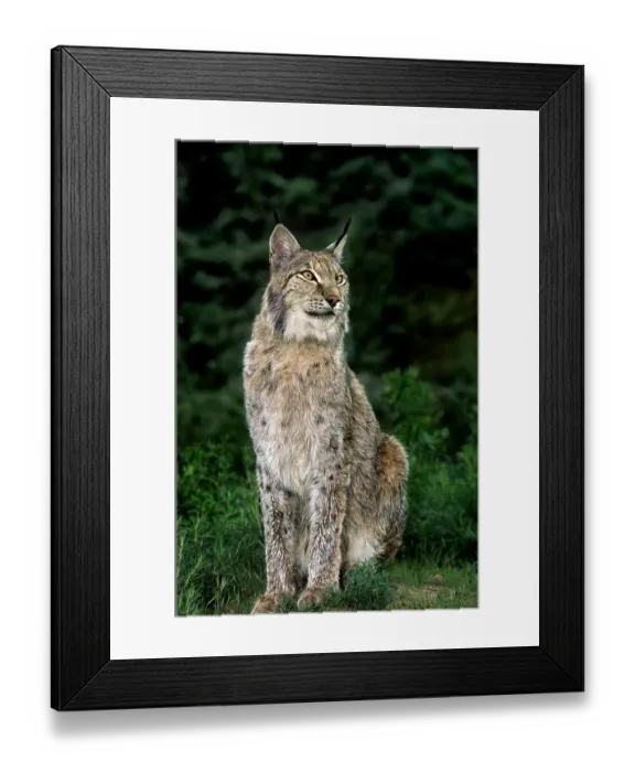 Framed Print : USA, California, Wildlife Waystation. Captive Canadian lynx in rescue facility Framed Print : USA, California, Wildlife Waystation. Captive Canadian lynx in rescue facility
