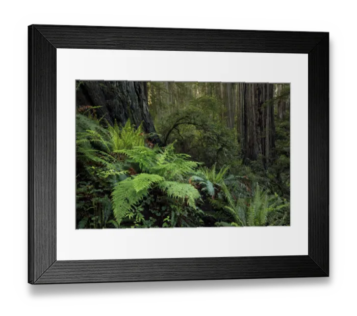 Framed Print : Ferns beneath giant redwood trees, Stout Memorial Grove Framed Print : Ferns beneath giant redwood trees, Stout Memorial Grove
