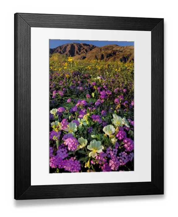 Framed Print : USA, California, Anza Borrego Desert State Park. Spring blooms of desert wildflowers Framed Print : USA, California, Anza Borrego Desert State Park. Spring blooms of desert wildflowers