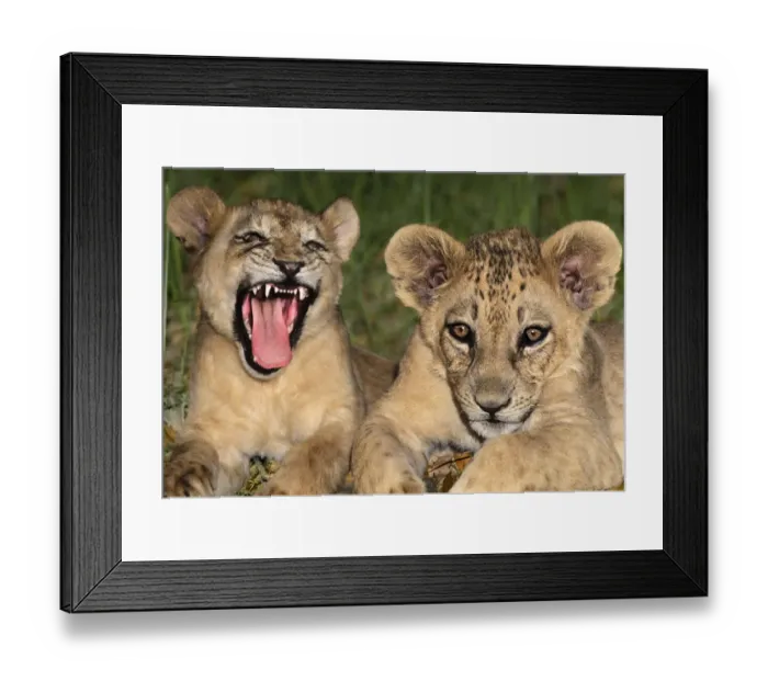 Framed Print : USA, California, Wildlife Waystation. Captive lion cubs at rescue facility Framed Print : USA, California, Wildlife Waystation. Captive lion cubs at rescue facility