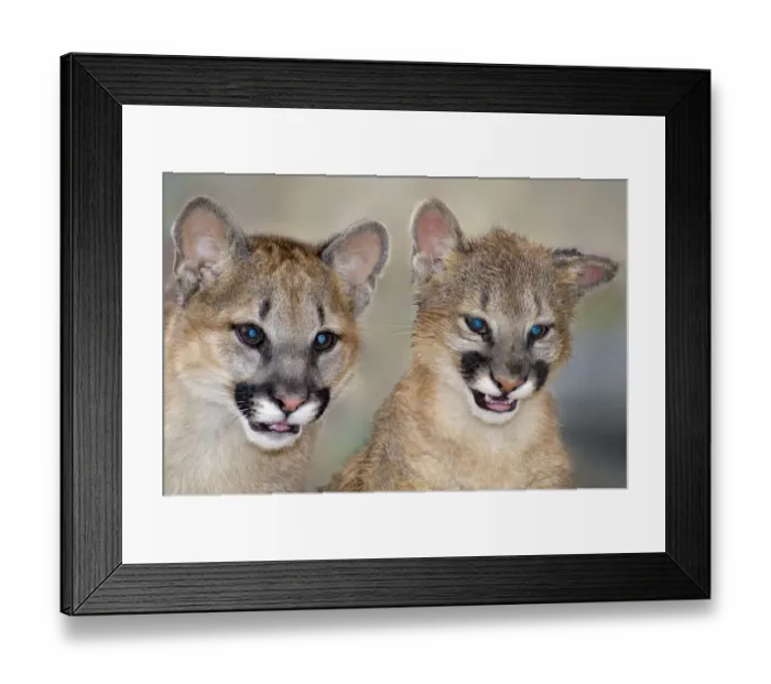 Framed Print : USA, California, Wildlife Waystation. Captive mountain lion cubs at rescue facility