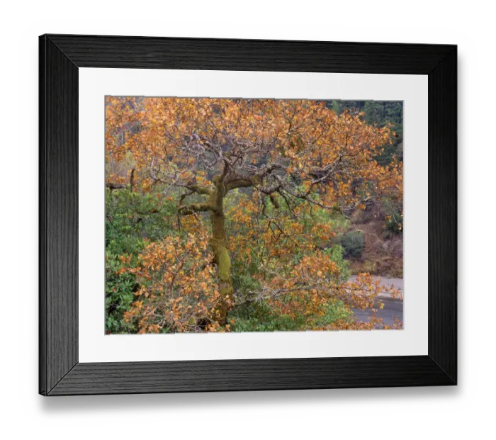Framed Print : USA, California, Garberville. Moss on oak tree in fall color Framed Print : USA, California, Garberville. Moss on oak tree in fall color