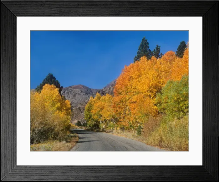 Framed Print : USA, California, Sierra Nevada Mountains. Autumn aspens line road into Lundy Canyon Framed Print : USA, California, Sierra Nevada Mountains. Autumn aspens line road into Lundy Canyon