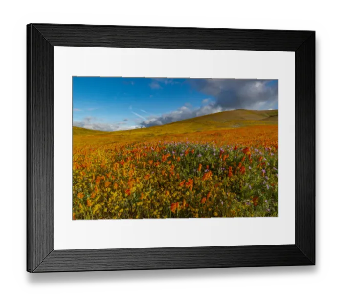 Framed Print : USA, California. Field of California Poppy, gold field, and Filaree wildflowers Framed Print : USA, California. Field of California Poppy, gold field, and Filaree wildflowers