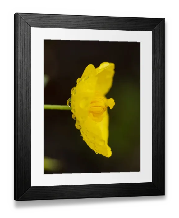 Framed Print : Bush poppy with rain drops (California native plant), Southern California Framed Print : Bush poppy with rain drops (California native plant), Southern California