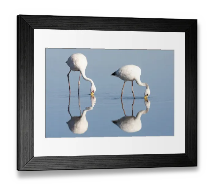 Framed Print : Chile, Salar de Atacama, Los Flamencos National Reserve, James flamingo Framed Print : Chile, Salar de Atacama, Los Flamencos National Reserve, James flamingo