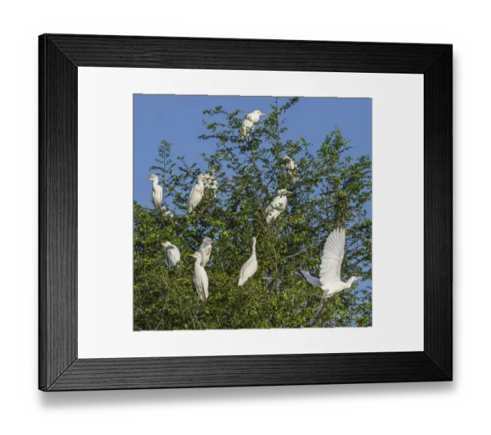 Framed Print : Belize, Crooked Tree Wildlife Sanctuary, Cattle Egrets (Bubulcus ibis)