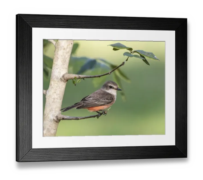 Framed Print : Belize, Crooked Tree Wildlife Sanctuary, Female Vermillion Flycatcher Framed Print : Belize, Crooked Tree Wildlife Sanctuary, Female Vermillion Flycatcher
