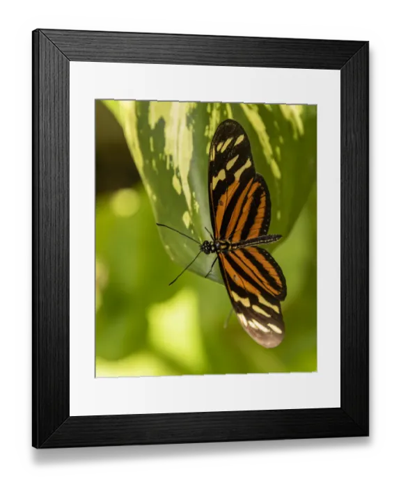 Framed Print : Belize, Green Hills Butterfly Ranch, Cayo, Tiger Heliconian (Heliconius ismenius Framed Print : Belize, Green Hills Butterfly Ranch, Cayo, Tiger Heliconian (Heliconius ismenius