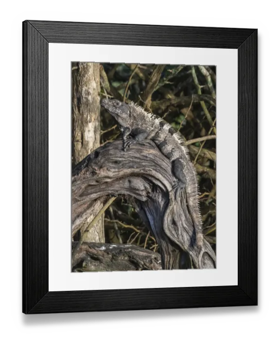 Framed Print : Belize, Crooked Tree Wildlife Sanctuary, Black spiny-tailed iguana (Ctenosaura similis}