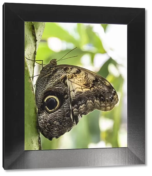 Belize, Green Hills Butterfly Ranch, Owl butterfly (Caligo martia)