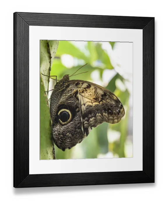 Framed Print : Belize, Green Hills Butterfly Ranch, Owl butterfly (Caligo martia) Framed Print : Belize, Green Hills Butterfly Ranch, Owl butterfly (Caligo martia)
