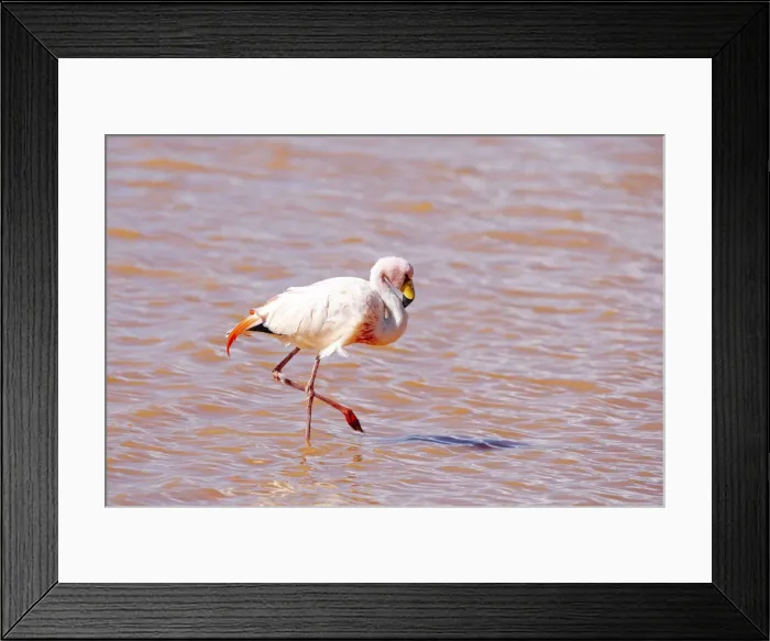 Framed Print : Bolivia, Laguna Colorada, Red Lake, Eduardo Avaroa Andean Fauna National Reserve James