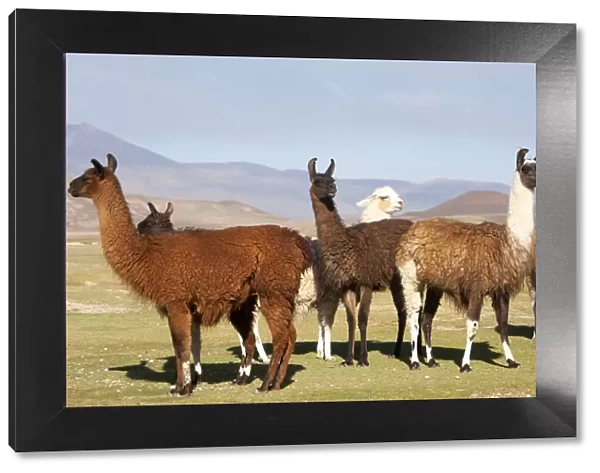 Bolivia, San Juan, llama. A small herd of llamas shows the diversity of the wool colors