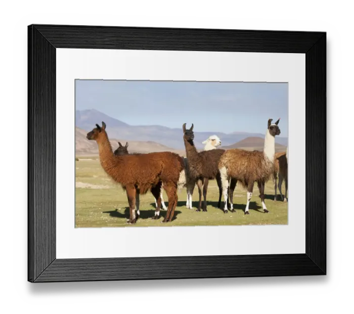 Framed Print : Bolivia, San Juan, llama. A small herd of llamas shows the diversity of the wool colors Framed Print : Bolivia, San Juan, llama. A small herd of llamas shows the diversity of the wool colors