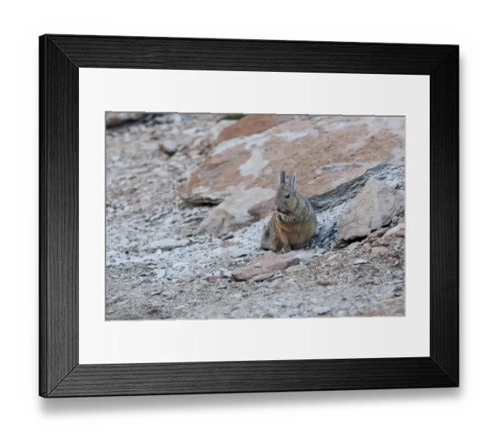 Framed Print : Bolivia, Atacama Desert, viscacha or vizcacha. This rodent is found in rocky areas in