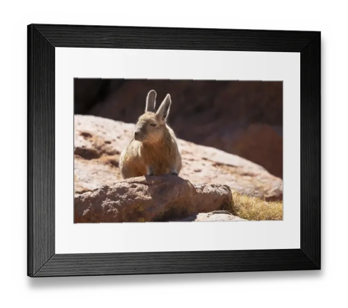Framed Print : Bolivia, Atacama Desert, viscacha or vizcacha. This rodent is found in rocky areas in Framed Print : Bolivia, Atacama Desert, viscacha or vizcacha. This rodent is found in rocky areas in