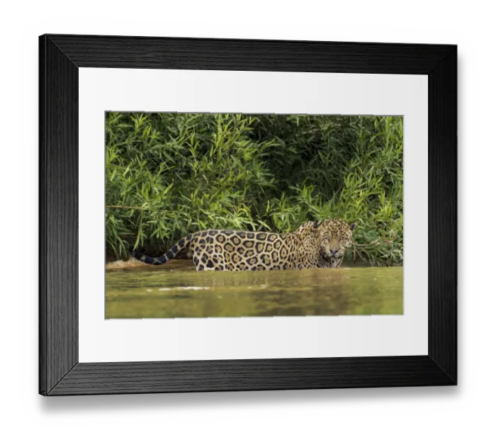 Framed Print : Brazil, Pantanal. Wild jaguar standing in river water Framed Print : Brazil, Pantanal. Wild jaguar standing in river water