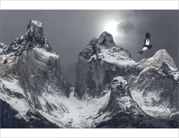 South America, Chile, Patagonia. Andean condor and mountains in Torres del Paine National