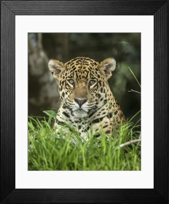 Framed Print : Brazil, Pantanal. Wild jaguar close-up Framed Print : Brazil, Pantanal. Wild jaguar close-up