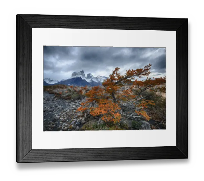 Framed Print : Chile, Patagonia, Torres del Paine National Park. Windswept tree with orange foliage