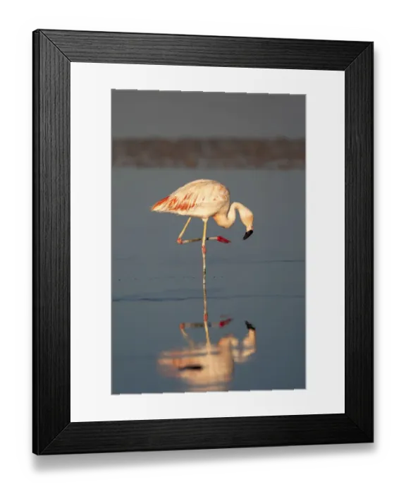 Framed Print : Chile, Atacama Desert, Salar de Atacama, Los Flamencos National Reserve, Chilean flamingo Framed Print : Chile, Atacama Desert, Salar de Atacama, Los Flamencos National Reserve, Chilean flamingo