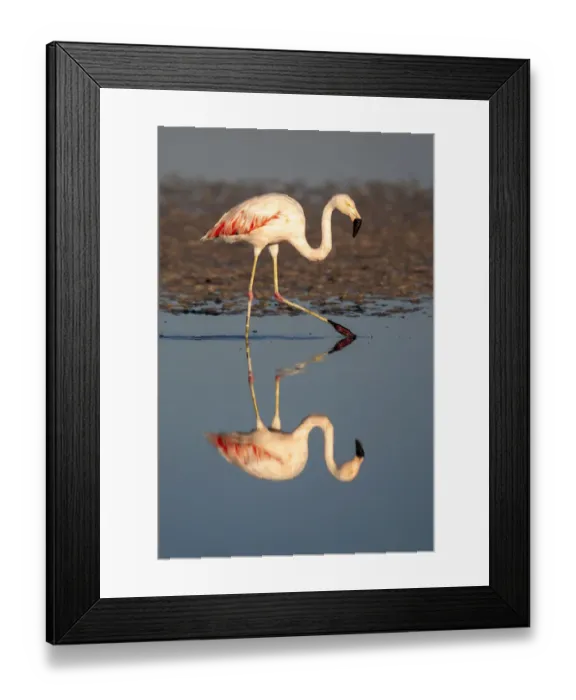 Framed Print : Chile, Atacama Desert, Salar de Atacama, Los Flamencos National Reserve, Chilean flamingo Framed Print : Chile, Atacama Desert, Salar de Atacama, Los Flamencos National Reserve, Chilean flamingo