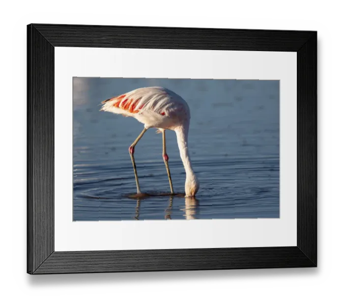 Framed Print : Chile, Salar de Atacama, Los Flamencos National Reserve, Chilean flamingo